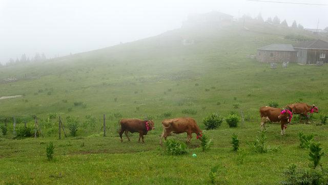 Trabzon'da en renkli yayla göçü 