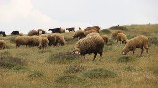 Hayvansal ürünlerde Brucella riski