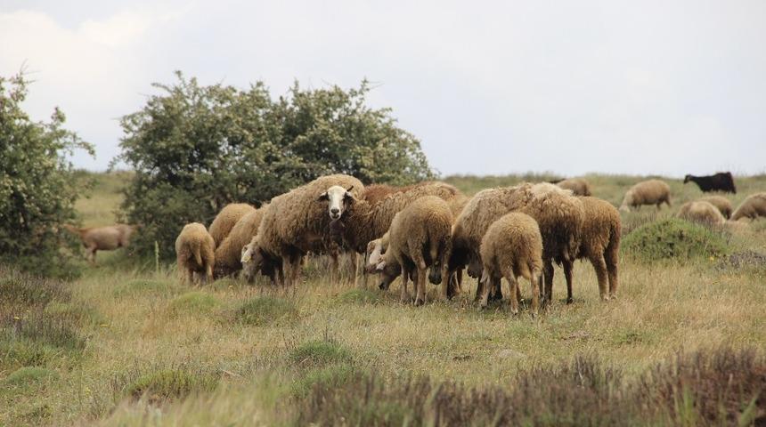 Sağlık Bakanlığı'ndan 'dondurma' uyarısı