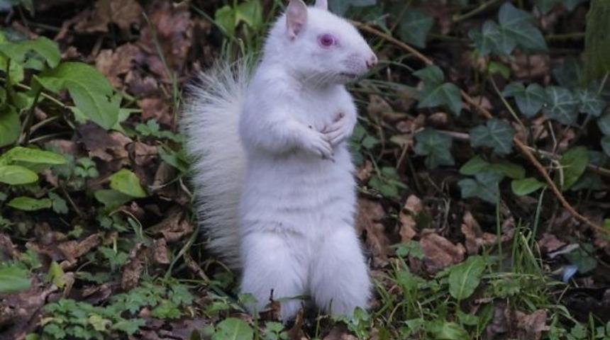 Nadir g&ouml;r&uuml;len albino sincap fotoğraflandı!