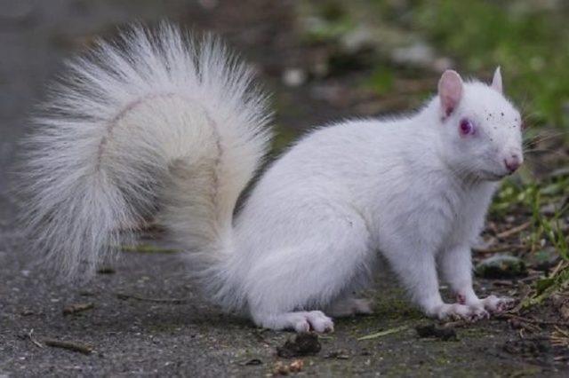 Rare-albino-squirrel-is-photographed-58e4c163d6e65__605