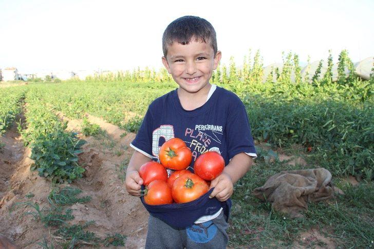 Havalar ısındı, üreticinin yüzü güldü G1