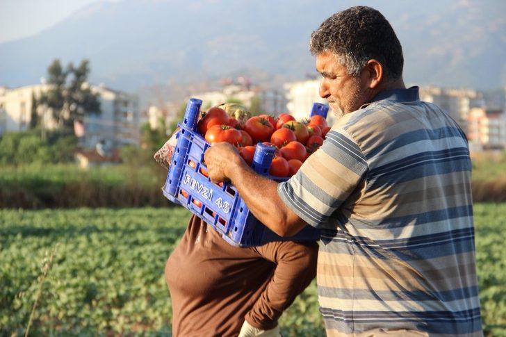 Havalar ısındı, üreticinin yüzü güldü G5