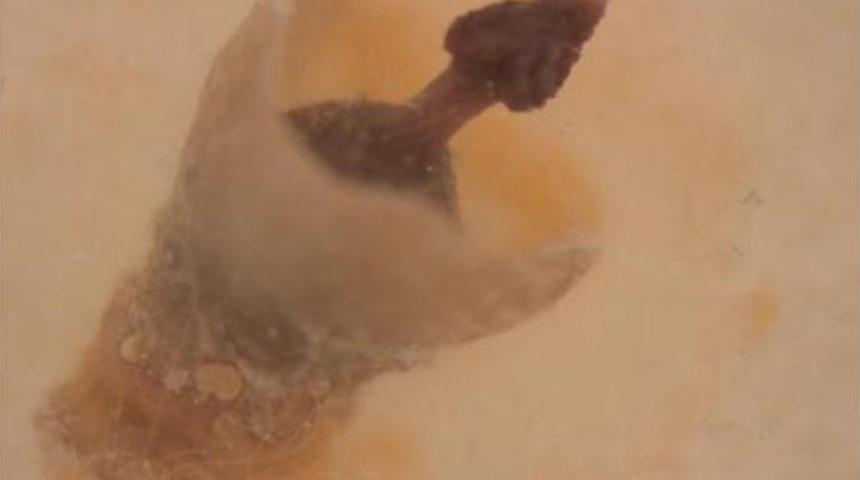 Zeytinde mantar uyarısı