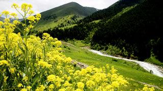 En renklisi! Cimil Yaylası'na ziyaretçi akını