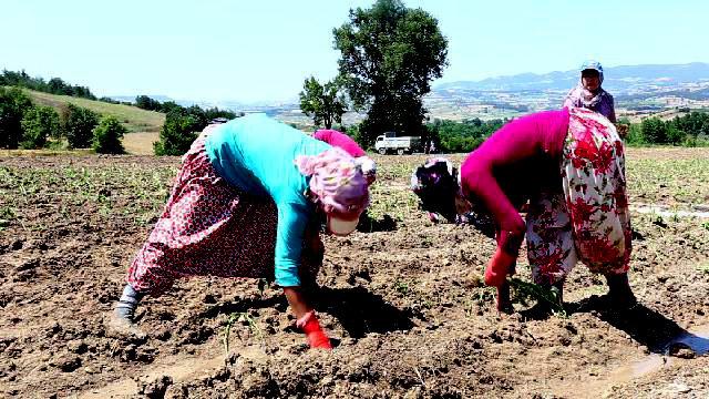 Yenişehir'de çiftçi, bibere yöneldi