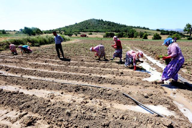 Yenişehir'de çiftçi, bibere yöneldi