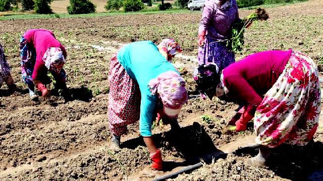 Yenişehir'de çiftçi, bibere yöneldi