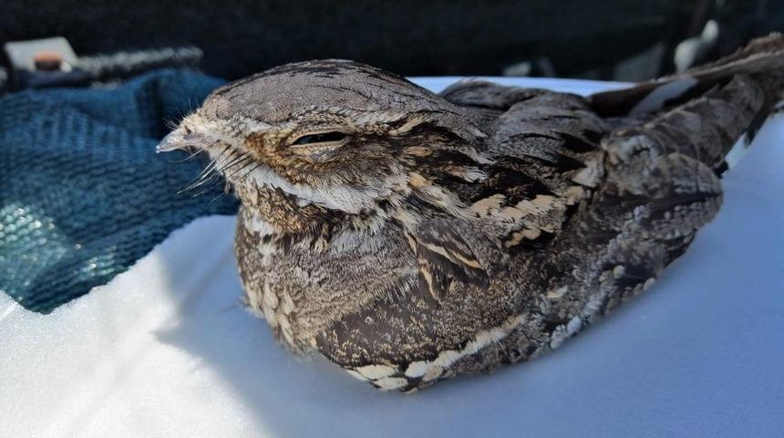 Sakallı ebabil kuşu yaralı halde bulundu