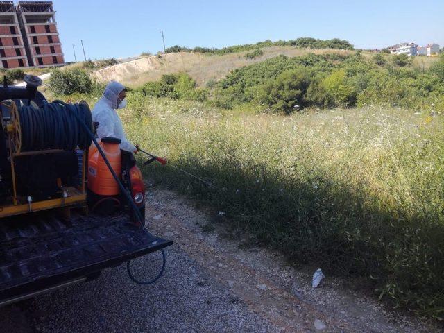 Bilecik Belediyesi’nden ’Sarıkız Örümceği’ için ilaçlama