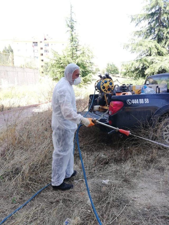 Bilecik Belediyesi’nden ’Sarıkız Örümceği’ için ilaçlama