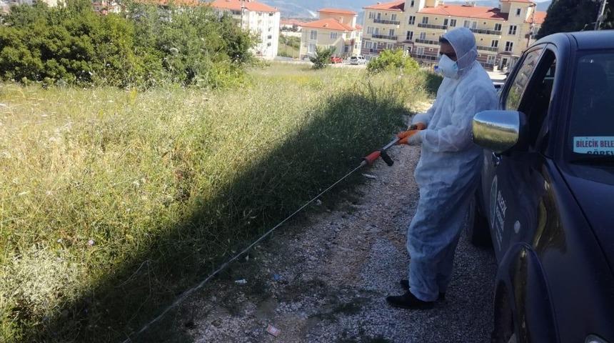 Bilecik Belediyesi&rsquo;nden &rsquo;Sarıkız &Ouml;r&uuml;mceği&rsquo; i&ccedil;in ila&ccedil;lama