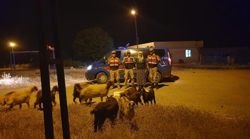 Kaybolan koyunları jandarma buldu
