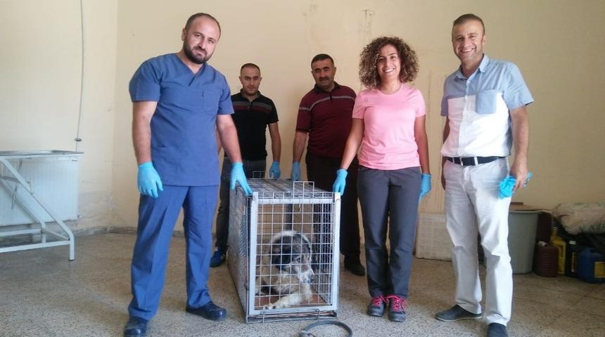 Y&uuml;r&uuml;meyen k&ouml;pek sağlığına kavuştu