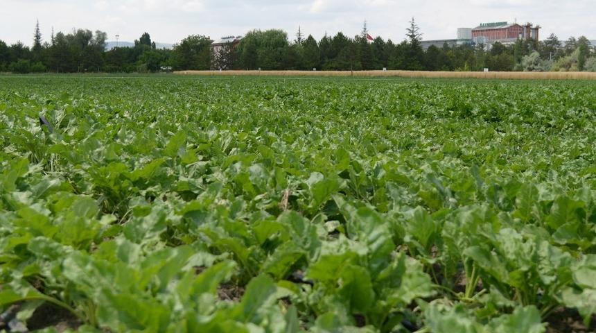 Kayseri Şeker’den, 15 Firma İle Sürdürülebilir Tarım Çalışması