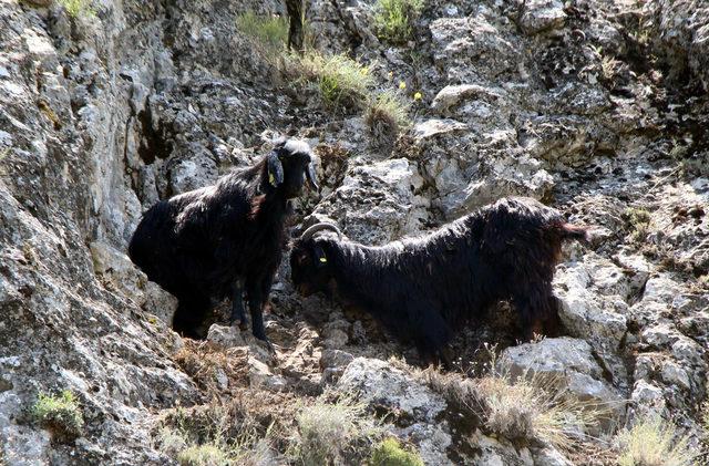 Uçurum kenarında 6 gündür mahsur kalan 2 keçi kurtarıldı