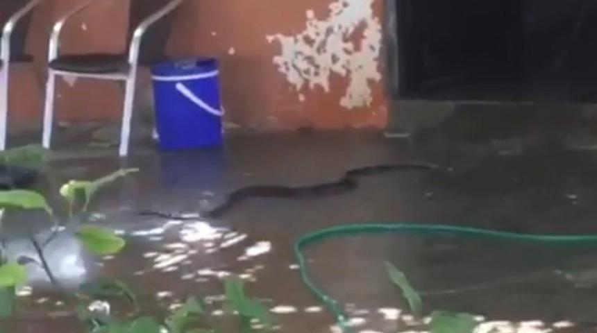 Evden çıkan 2 metrelik yılan paniğe sebep oldu