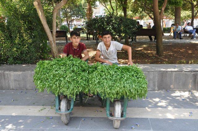 Köyden topladıkları maydanozları satıp harçlıklarını çıkarıyorlar