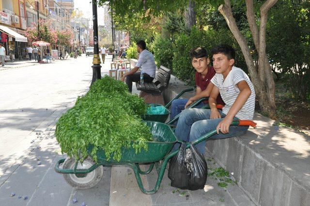 Köyden topladıkları maydanozları satıp harçlıklarını çıkarıyorlar