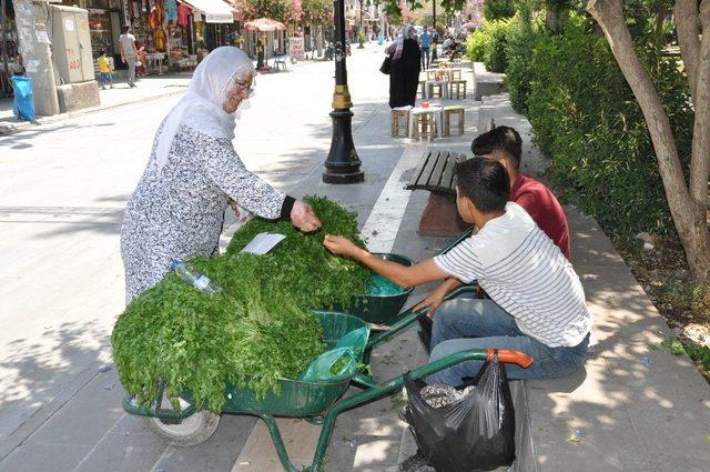 Köyden topladıkları maydanozları satıp harçlıklarını çıkarıyorlar