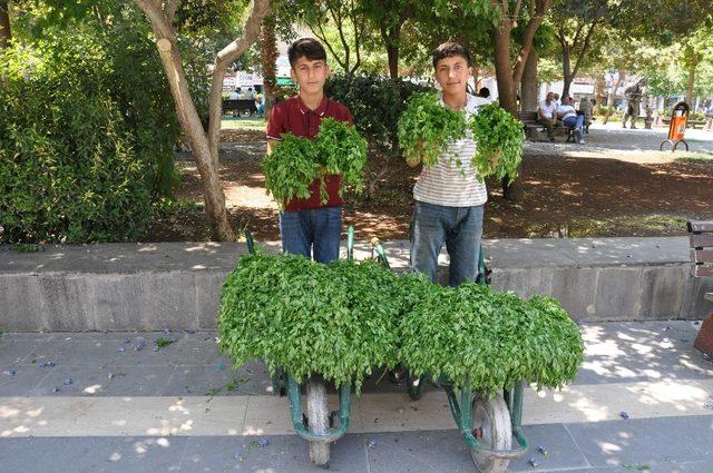 Köyden topladıkları maydanozları satıp harçlıklarını çıkarıyorlar