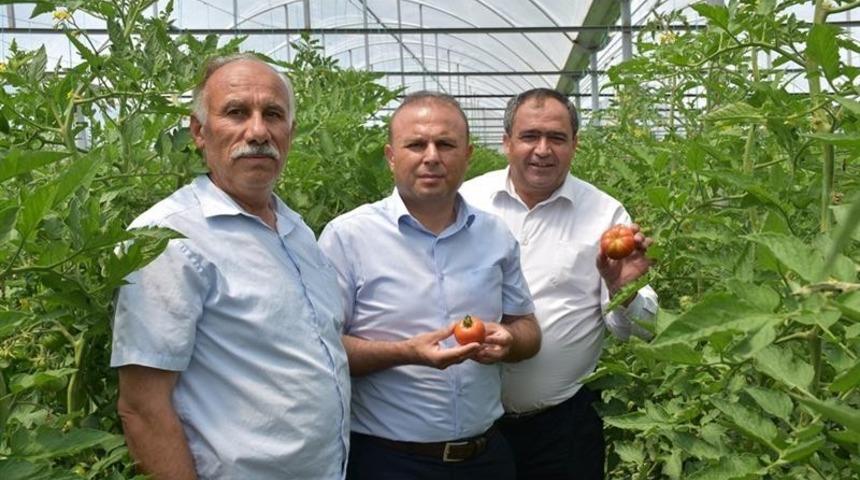 Aksaray&rsquo;da sera &uuml;r&uuml;nlerinin hasadı başladı