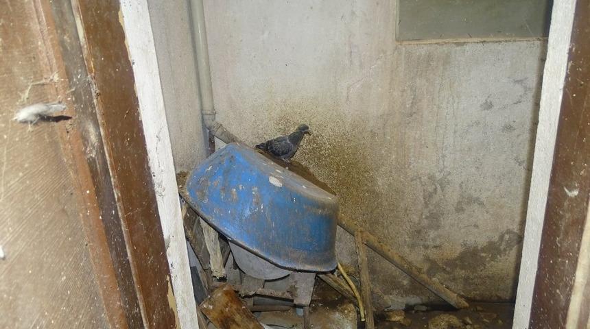 Baca kapatılınca anne g&uuml;vercin yavrularına ulaşamadı