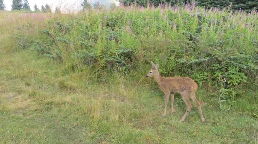 Karaca yavrularını yakalayan kişiye 11 bin 709 lira ceza