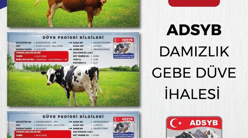 ADSYB Damızlık D&uuml;ve Merkezinde yetiştirilen ilk parti 68 d&uuml;ve ihaleye &ccedil;ıkıyor