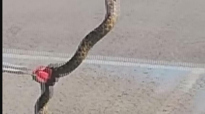 Bir g&uuml;nde iki yılan operasyonu