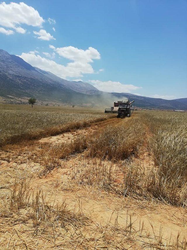 Buğday hasatı başladı