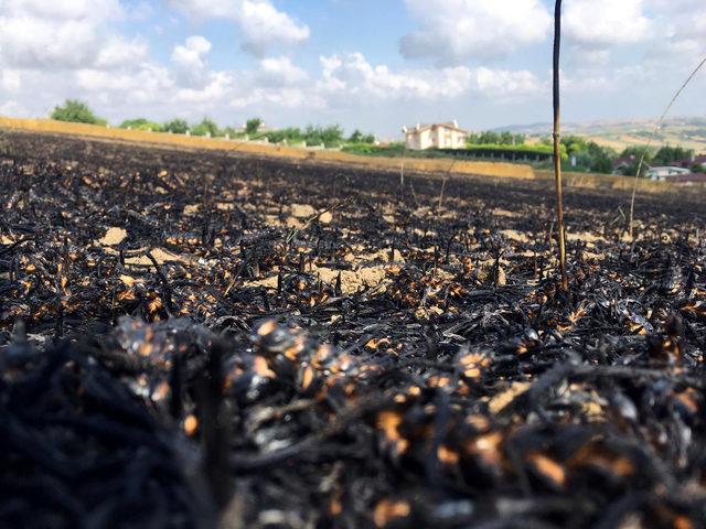 Silivri'de 6 dönümlük buğday tarlası yandı