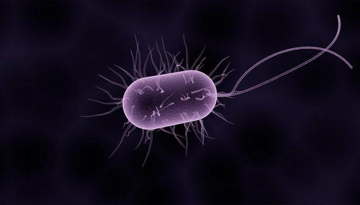İngiltere'de alarm! Ender görülen bakteri 12 can aldı