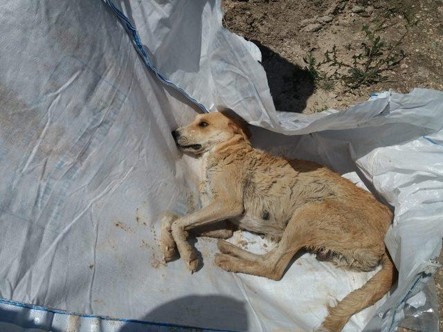 Baraj inşaatında mahsur kalan köpek kurtarıldı