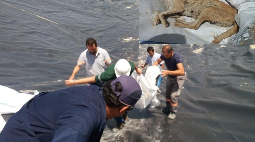 Baraj inşaatında mahsur kalan k&ouml;pek kurtarıldı