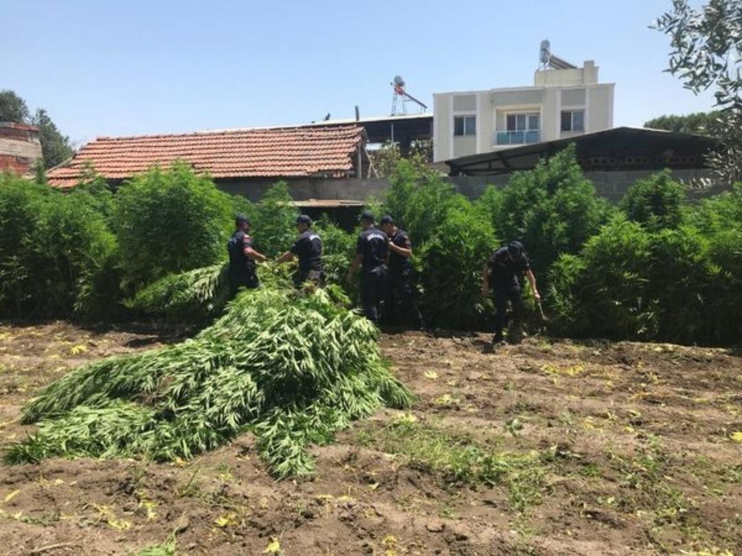 1 milyon 200 bin liralık kenevir yetiştirdi, &rsquo;i&ccedil;iciyim&rsquo; dedi