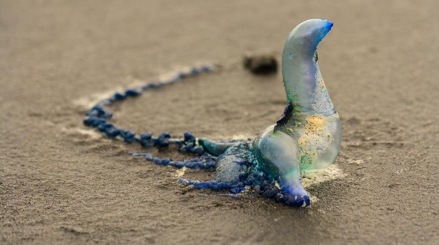 Fizalya denizanası hayatını kararttı! 