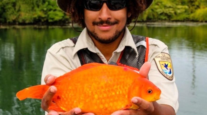 Klozete atılan Japon balığının son hali hayrete düşürdü