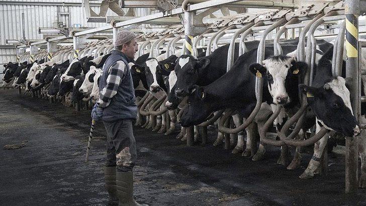 Madenden kazandığını hayvancılığa yatırdı G1