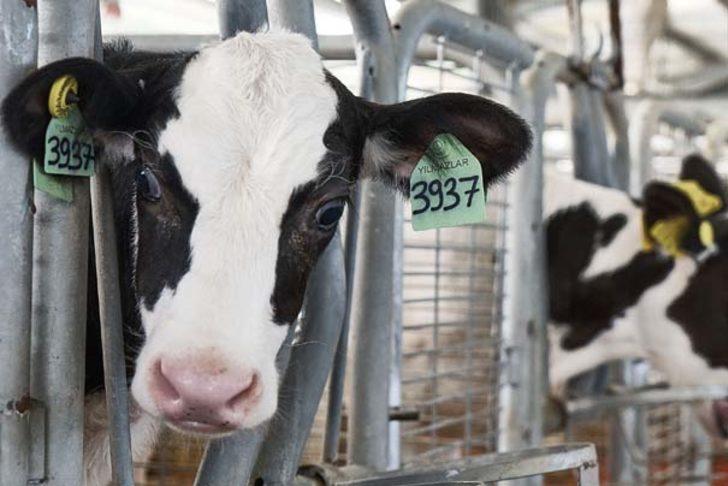 Madenden kazandığını hayvancılığa yatırdı G4