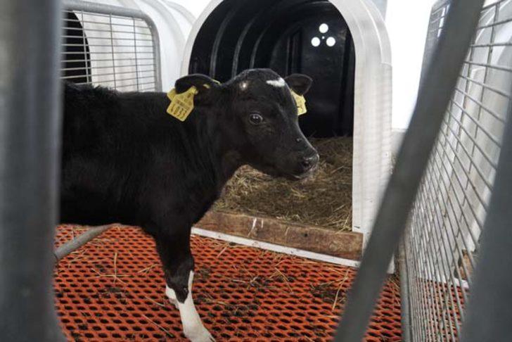 Madenden kazandığını hayvancılığa yatırdı G5