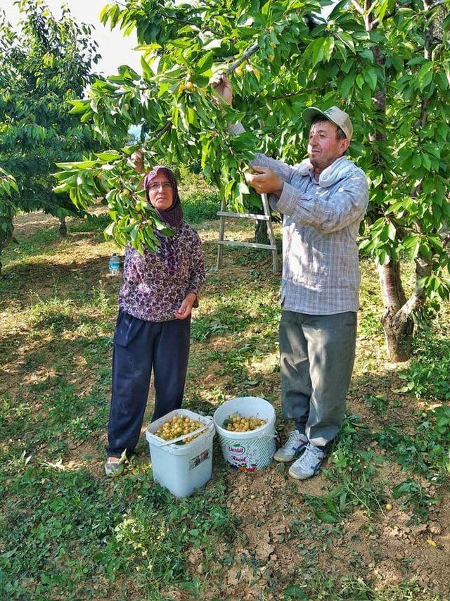 Reçellik ak kiraz hasatı başladı