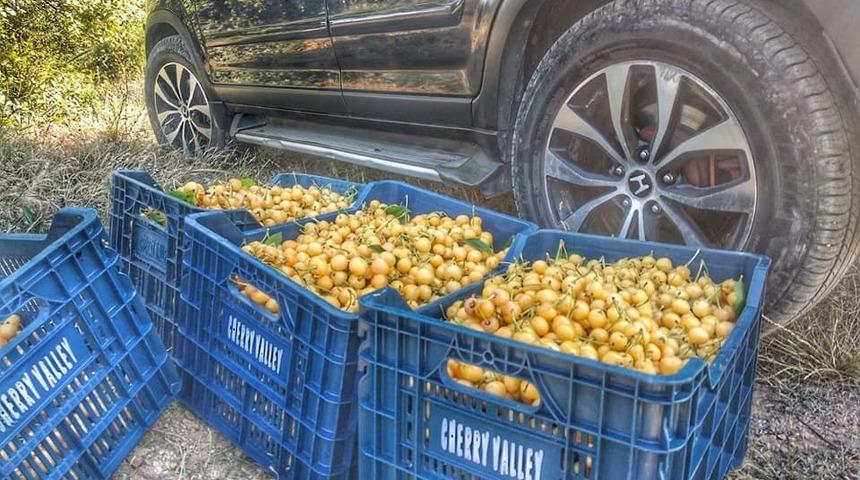 Re&ccedil;ellik ak kiraz hasatı başladı