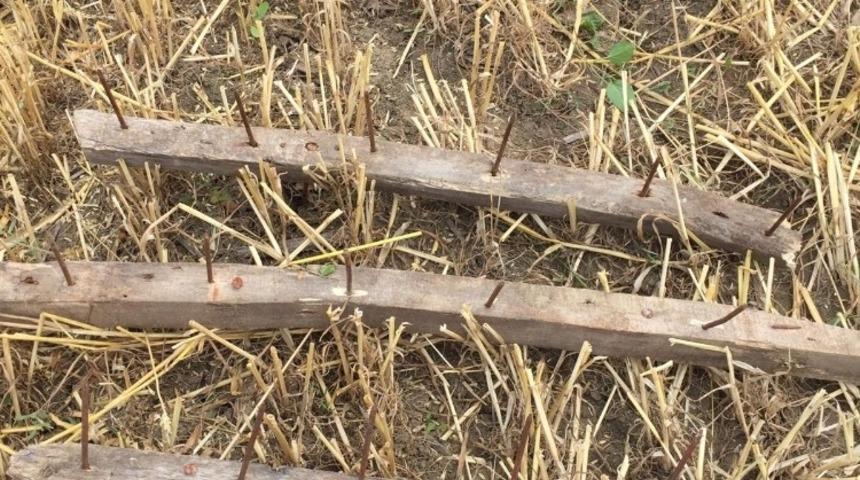 Hasat &ouml;ncesi buğday tarlasında &ccedil;ivili tahtalar buldu