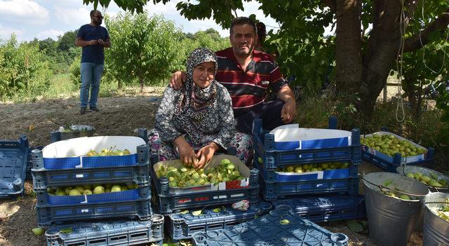 Bursa'da 'Akça armudu' hasadı buruk başladı