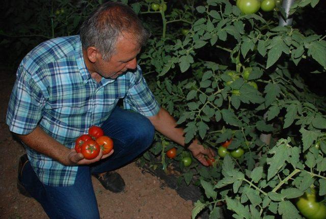 Tokat domatesi tarlada sezonu 1.70 liradan açtı