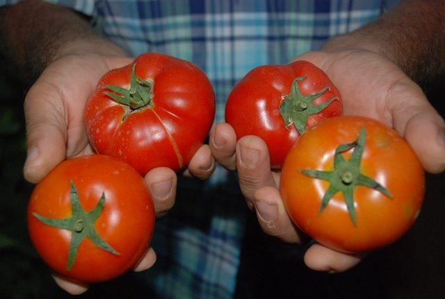 Tokat domatesi tarlada sezonu 1.70 liradan açtı