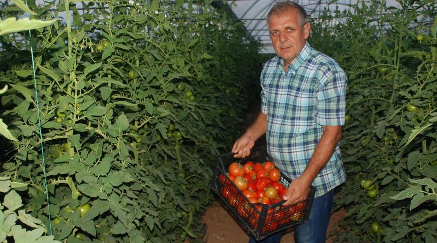 Kış aylarında 7 liraya kadar çıkan domates, 2 liraya kadar düştü