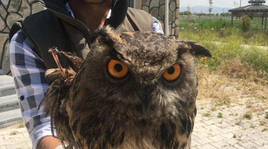 Van&rsquo;da yaralı kuşlar tedavi altına alındı