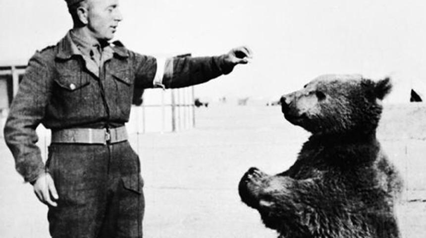 İkinci Dünya Savaşı'nın en çok fayda sağlayan eri: Ayı Wojtek!